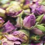 德國玫瑰花
