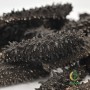 Japan Sea Cucumber