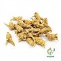 American Short American Ginseng